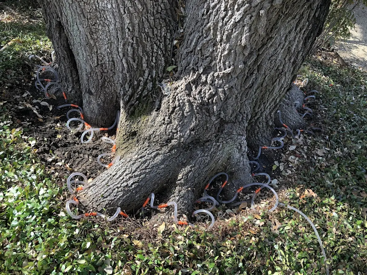 Detailed Shrub and Hedge Trimming job site in Haskell