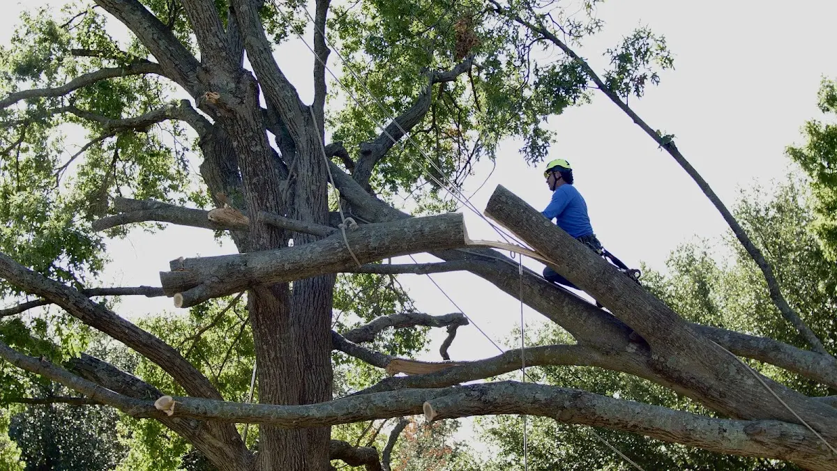 Professional Crown Thinning performed by certified arborists in Haskell